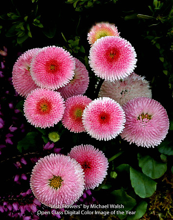 "Irish Flowers" by Michael Walsh - Open Class Digital Color Image of the Year