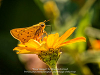 "Fiery Skipper" by Douglas Conrad - Previously Entered Digital Color Image of the Year