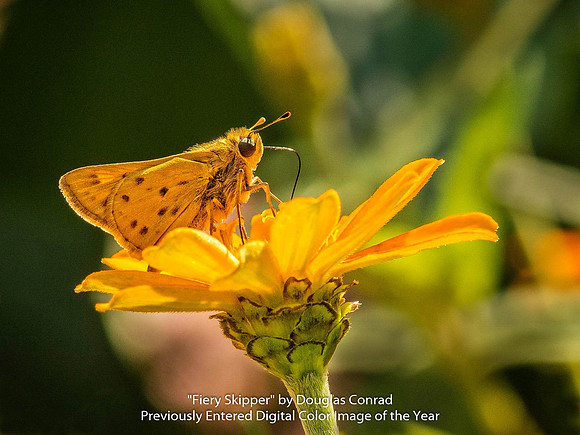 "Fiery Skipper" by Douglas Conrad - Previously Entered Digital Color Image of the Year