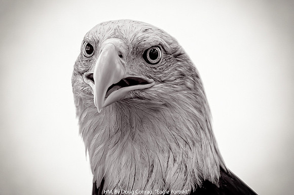 HM, By Doug Conrad, "Eagle Portrait"