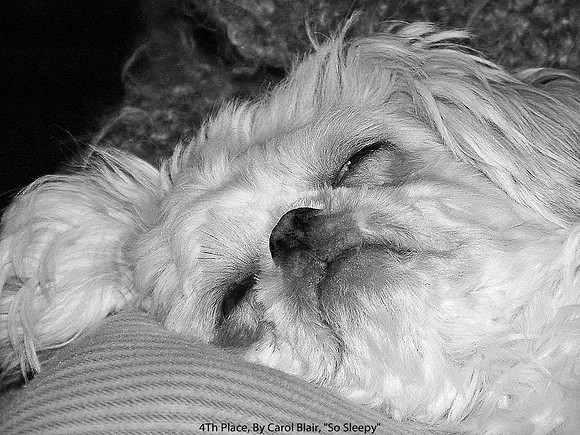4th Place, By Carol Blair, "So Sleepy"