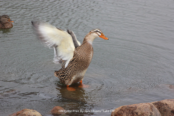 HM Color Print By Janet Evans "Take Off"