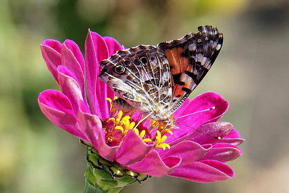 2nd, Robert Gillespie, "Painted Lady"