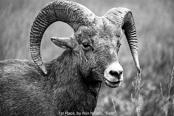 1st Place, By Ron Nicolls, "Ram"