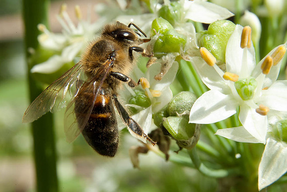 4th, John Anderson, "Honey Bee On Chives"