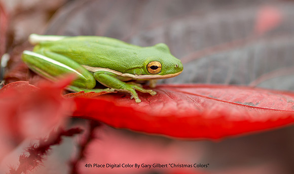 4th Place Digital Color By Gary Gilbert "Christmas Colors"
