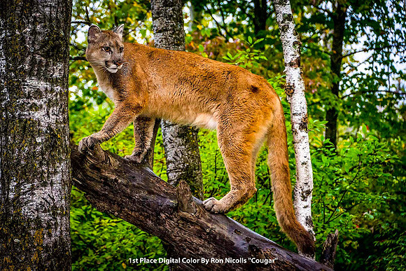 1st Place Digital Color By Ron Nicolls "Cougar"