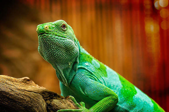 HM, Doug Conrad, "Lazy Lizard"