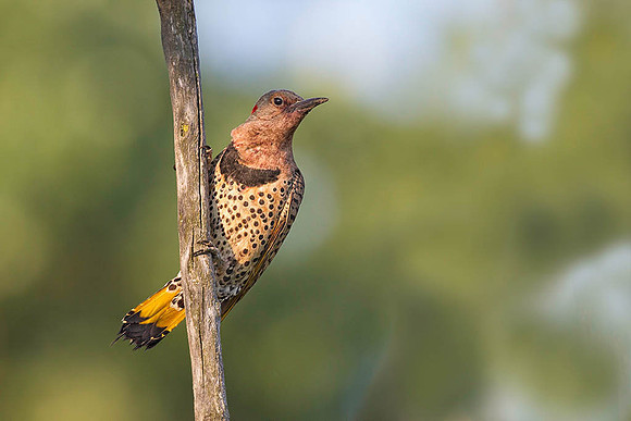 HM, Michael Greiner, "Yellow Shafter Northern Flicker"