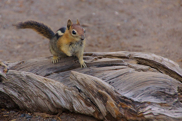 1st, Jerry Weiershauser, "CHIPMONK ON LOG"