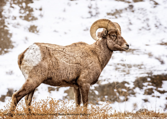 2nd Place Digital Color By Douglas Conrad, "Rocky Mountain Bighorn"