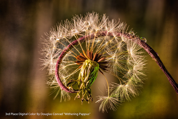 3rd Place Digital Color By Douglas Conrad, "Withering Pappus"