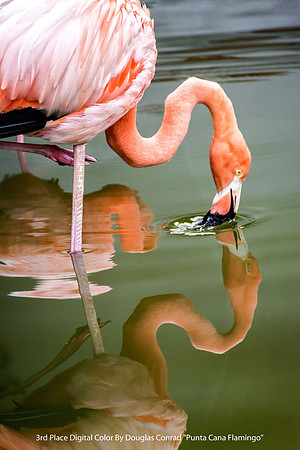 3rd Place Digital Color By Douglas Conrad "Punta Cana Flamingo"