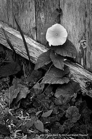HM Digital B&W By Michael Walsh, "Flower"