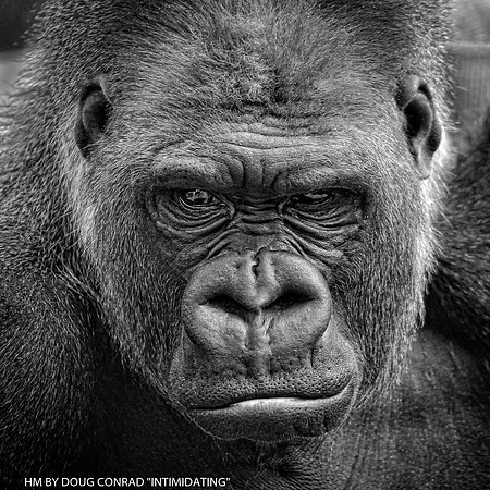 HM BY DOUG CONRAD "INTIMIDATING"