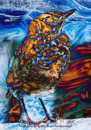 HM Digital Color By Rich Wright "Petrified Robin"