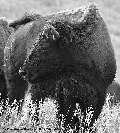 1st Place Digital B&W By Carl Hardy "Buffalo"