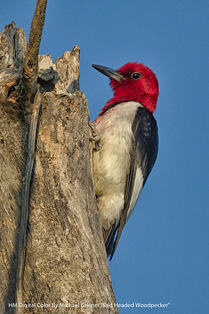 HM Digital Color By Michael Griener, "Red Headed Woodpecker"