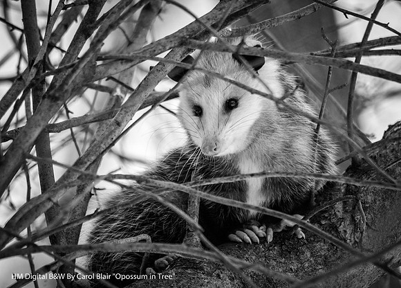 HM Digital B&W By Carol Blair, "Opossum in Tree"