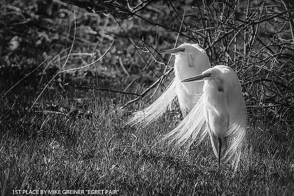1ST PLACE BY MIKE GREINER "EGRET PAIR"