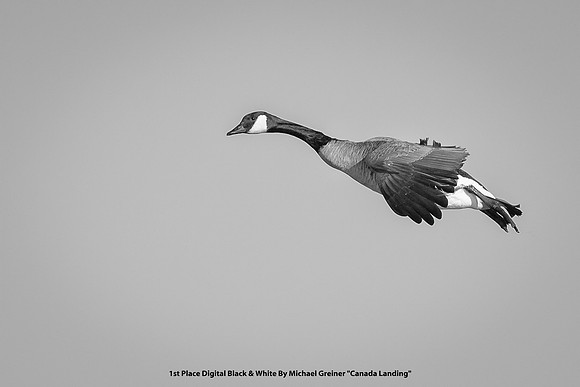 1st Place Digital B&W By Michael Greiner - "Canada Landing"