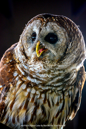 2nd Place Digital Color By Ron Nicolls - "Owl Portrait"
