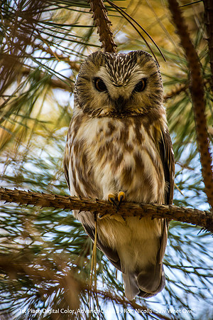 1st Place Digital Color Advance Class by Ron Nicolls - "Saw Whet Owl"