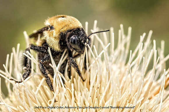 2nd Place Digital Color Advance Class by Douglas Conrad - "Bumbling Around"