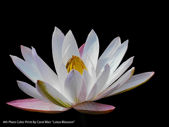 4th Place Digital Color By Carol Blair "Lotus Blossom"