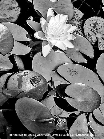 1st Place Digital B&W Entry Level by Carol Blair - "Gathering Place"