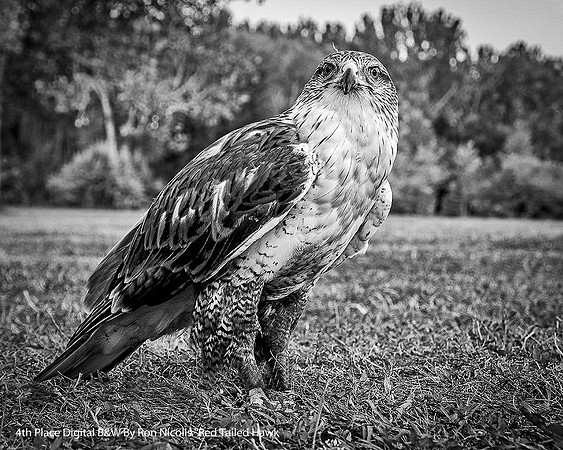 4th Place Digital B&W By Ron Nicolls "Red Tail Hawk"