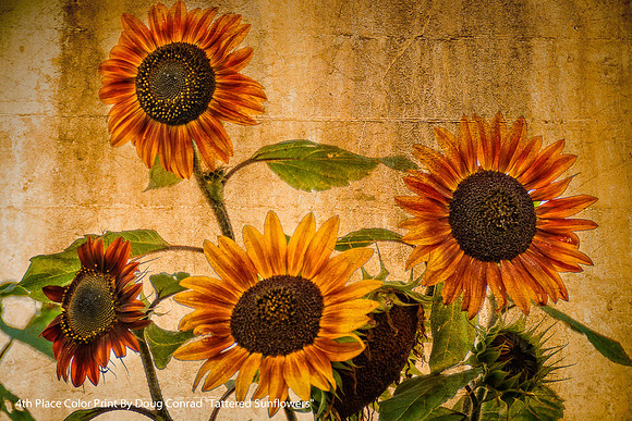 4th Place Color Print By Doug Conrad "Tattered Sunflowers"