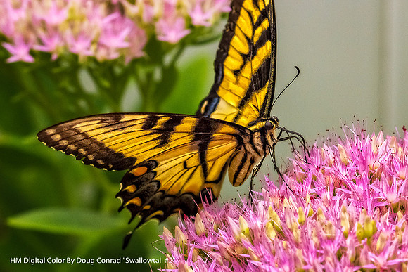 HM Digital Color By Doug Conrad "Swallowtail #2"