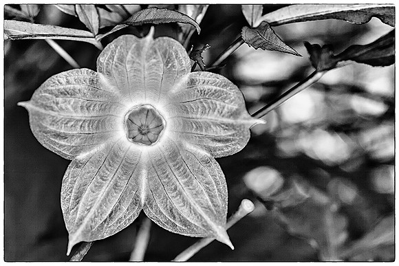 HM, Michael Greiner, Latham Park Sunburst