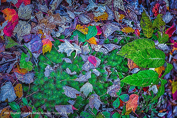 HM Digital Color By Mike Griener "Forest Floor"