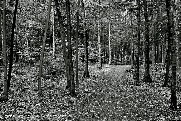 3rd Place B&W Print By Mike Walsh "Woods in Fall"