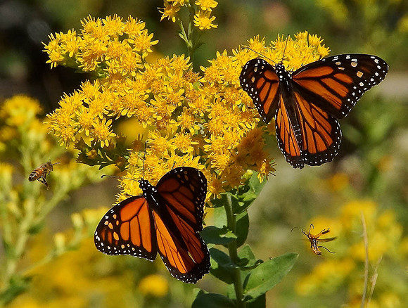 1ST, JERRY WEIERSHAUSER,BUTTERFLIES AND BEES