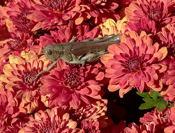 2nd, Steve Paulson, Resting on a Bed of Flowers