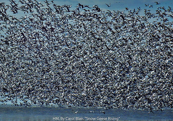 HM, BY CAROL BLAIR, "SNOW GEESE RISING"