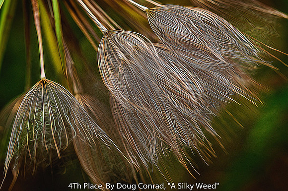 4TH PLACE, BY DOUG CONRAD, "A SILKY WEED"