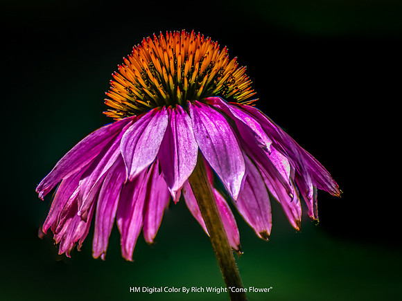 HM Digital Color By Rich Wright - "Cone Flower"