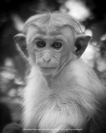 HM Digital B&W By Mitch Keller - "Who Are You Looking At"