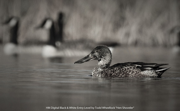 1st Place Digital B&W Entry Level By Todd Wheellock - Hen Shoveler.jpg