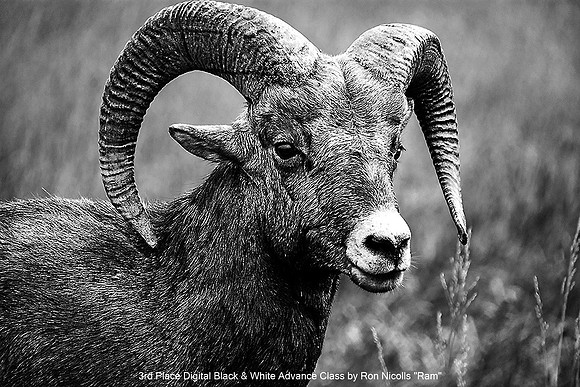 3rd Place Digital B&W Advance Class by Ron Nicolls - Ram.jpg
