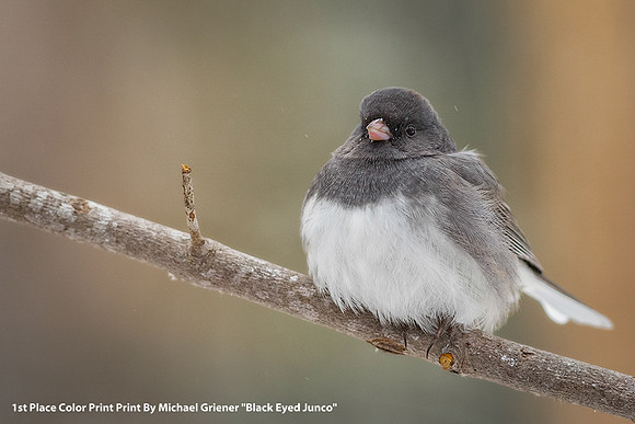1st Place Color Print By Mike Griener, "Black Eyed Junco"
