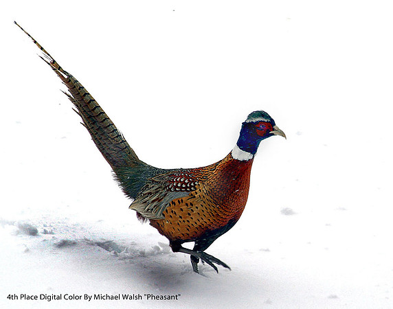 4th Place Digital Color By Michael Walsh, "Pheasant"