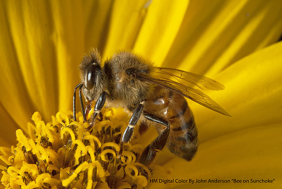 HM Digital Color By John Anderson, "Bee on Sunchoke"