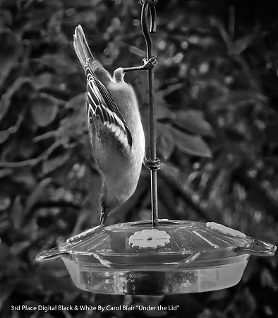 3rd Place Digital Black & White By Carol Blair, "Under the Lid"