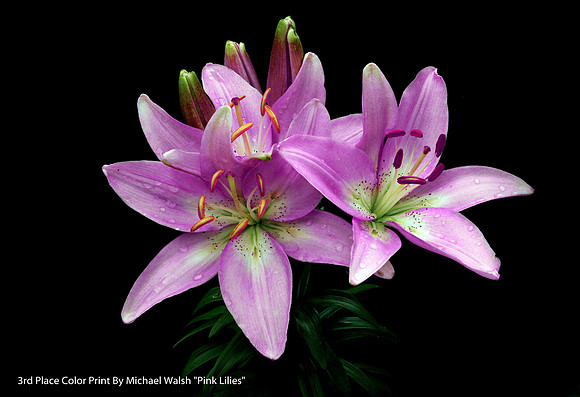 3rd Place Color Print By Michael Walsh, "Pink Lilies"