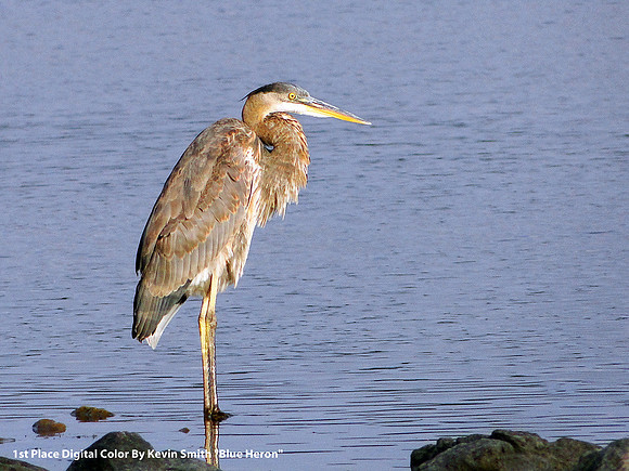 1st Place Digital Color By Kevin Smith, "Blue Heron"